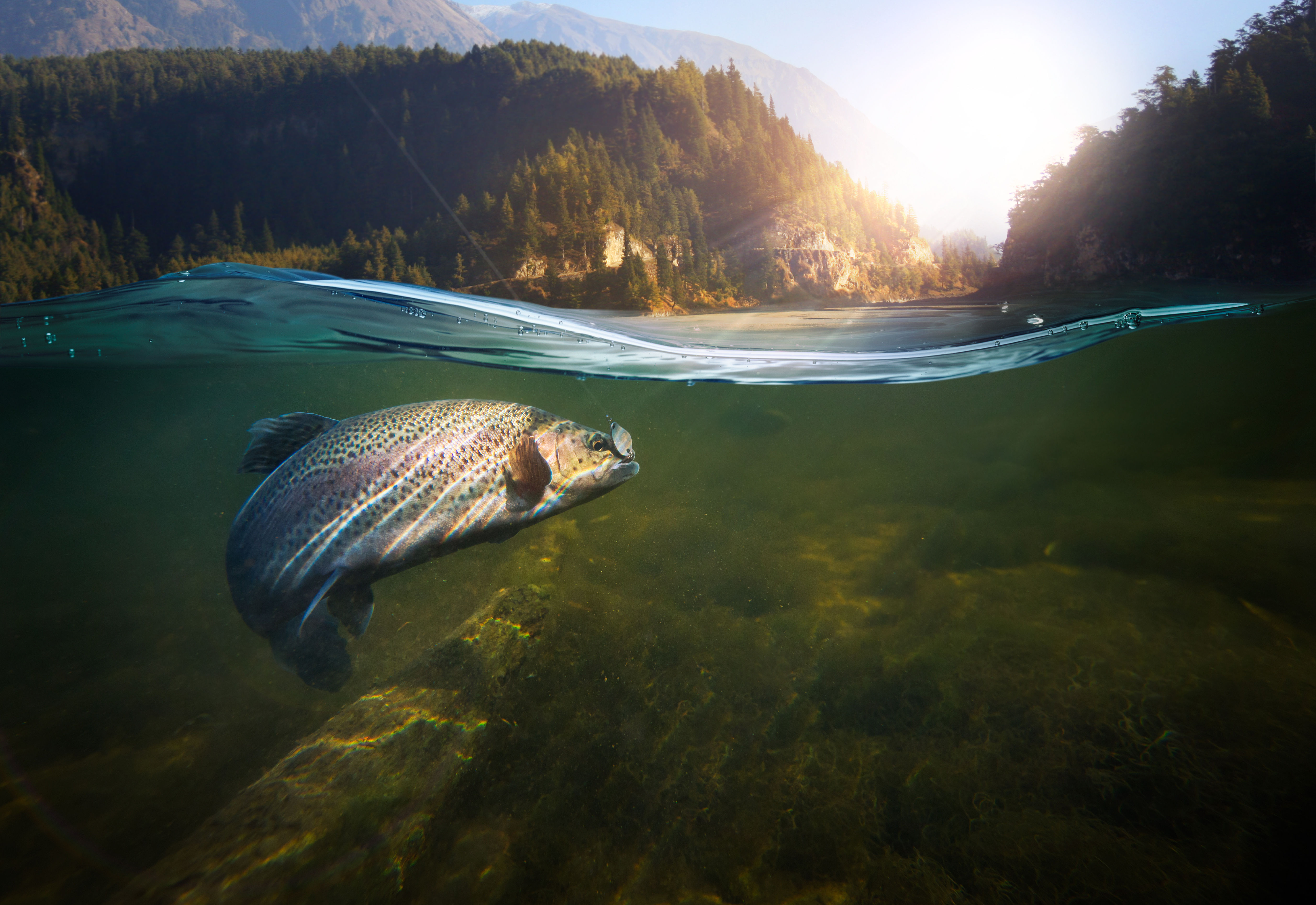 Poisson